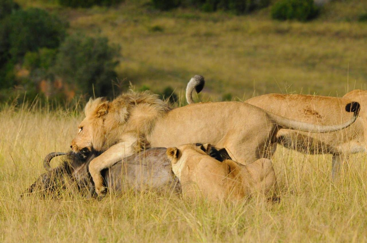Botlierskop Private Game Reserve Reebok Bagian luar foto