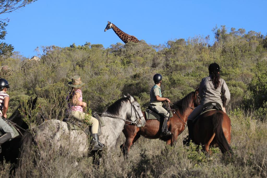 Botlierskop Private Game Reserve Reebok Bagian luar foto