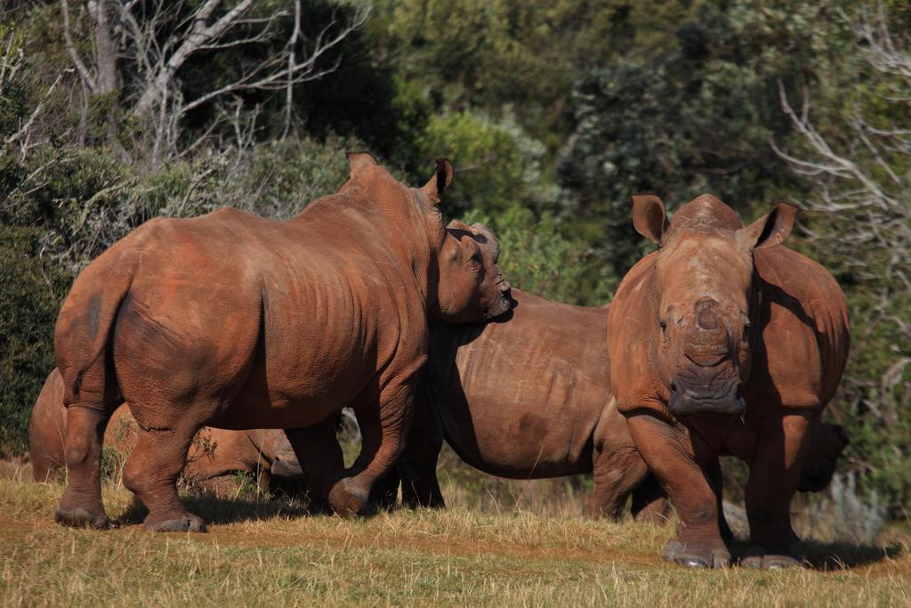 Botlierskop Private Game Reserve Reebok Bagian luar foto