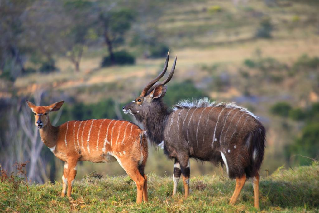 Botlierskop Private Game Reserve Reebok Bagian luar foto