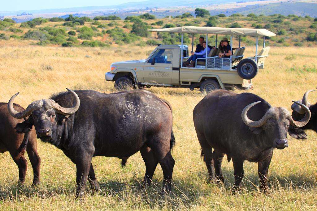 Botlierskop Private Game Reserve Reebok Bagian luar foto