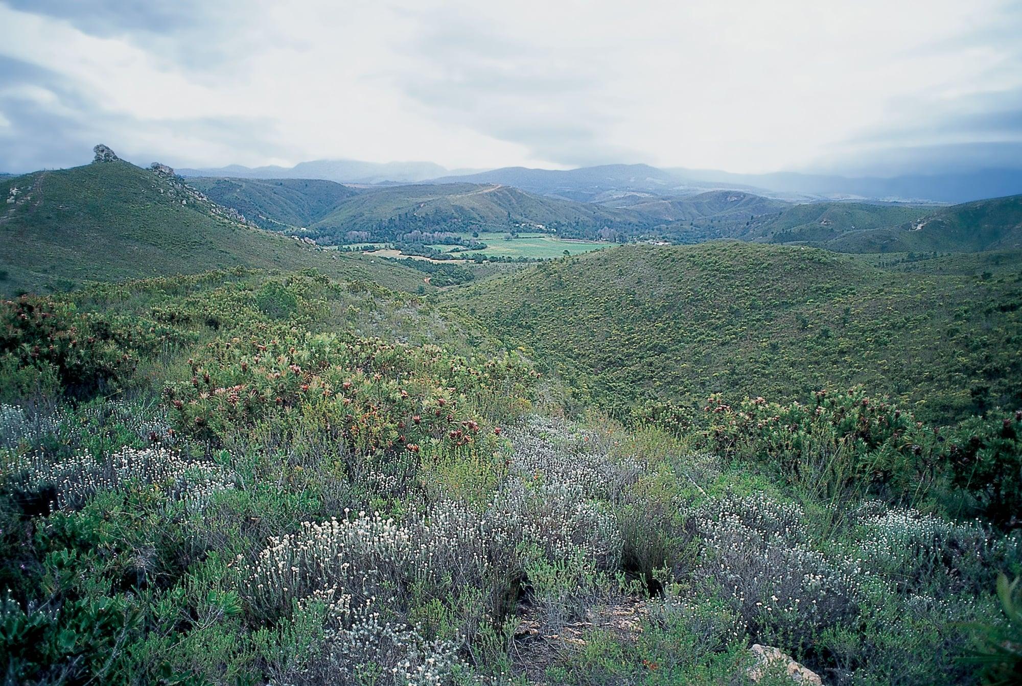 Botlierskop Private Game Reserve Reebok Bagian luar foto