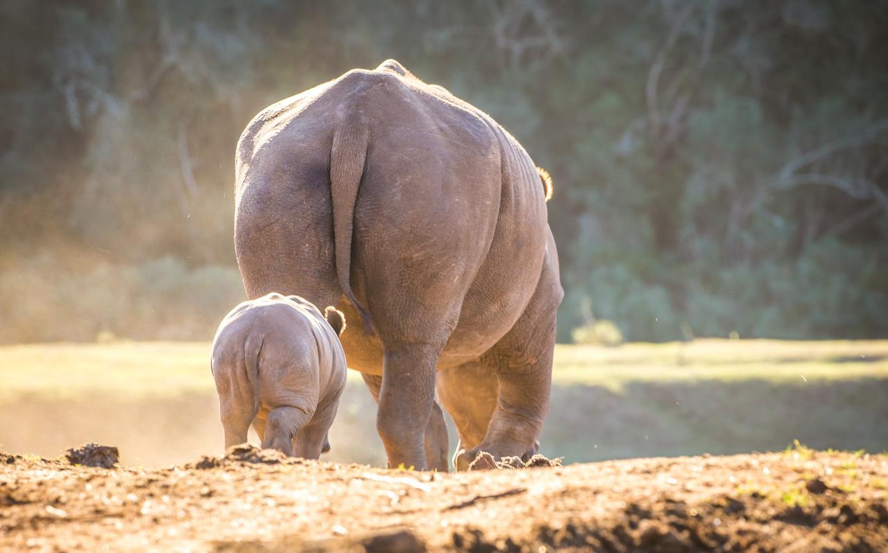 Botlierskop Private Game Reserve Reebok Bagian luar foto